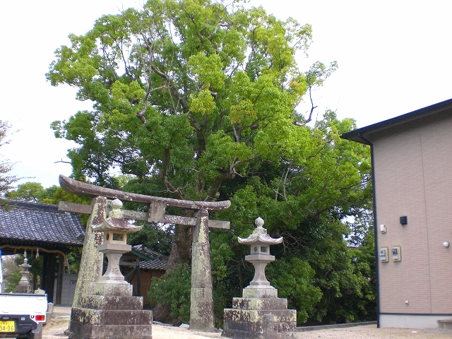 八幡神社のクスノキ　