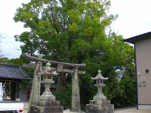 八幡神社のクスノキ　