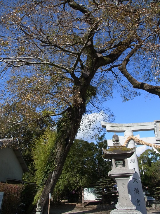 蛎久天満宮のムクノキ